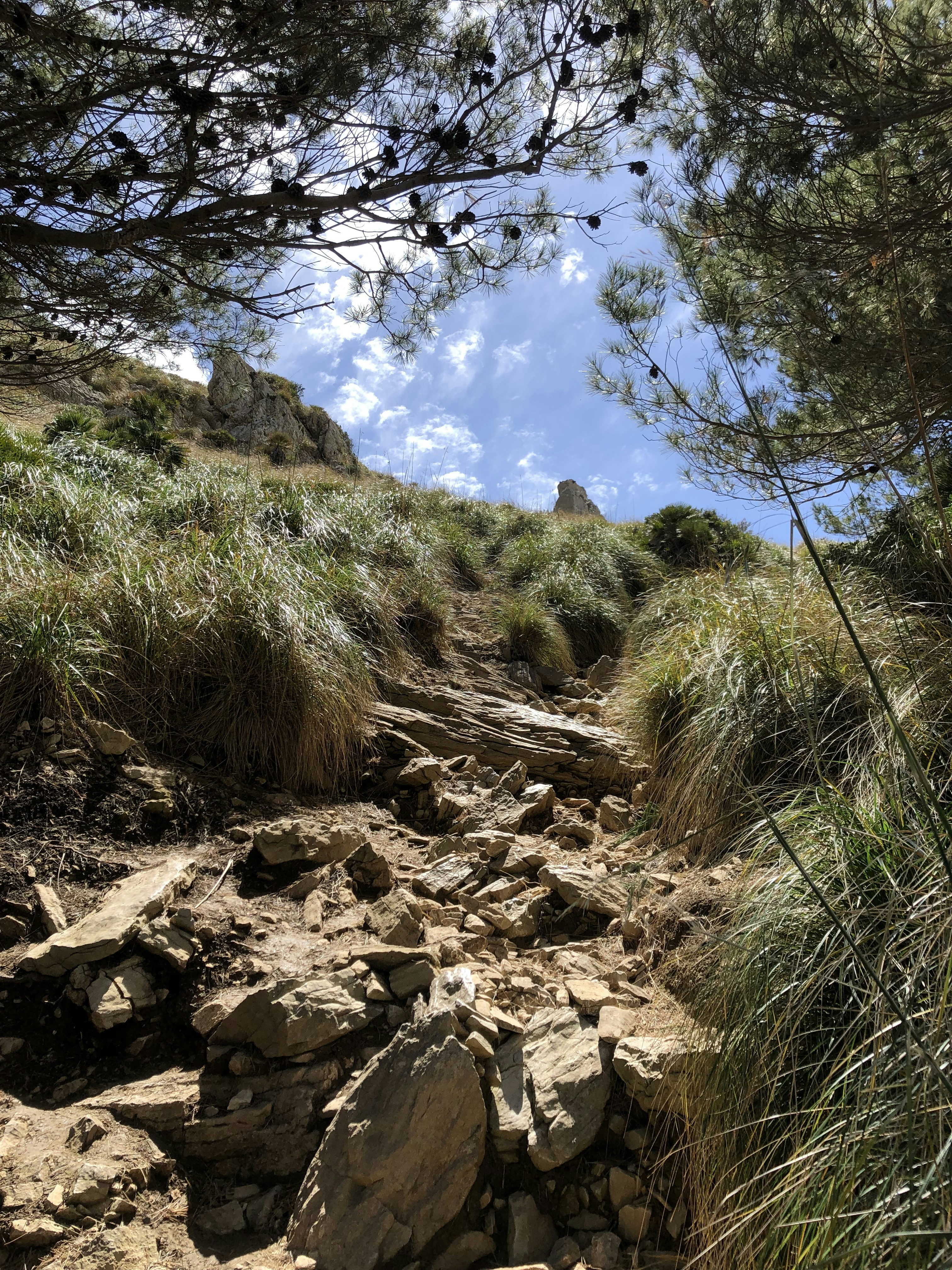 a rocky hillside with trees