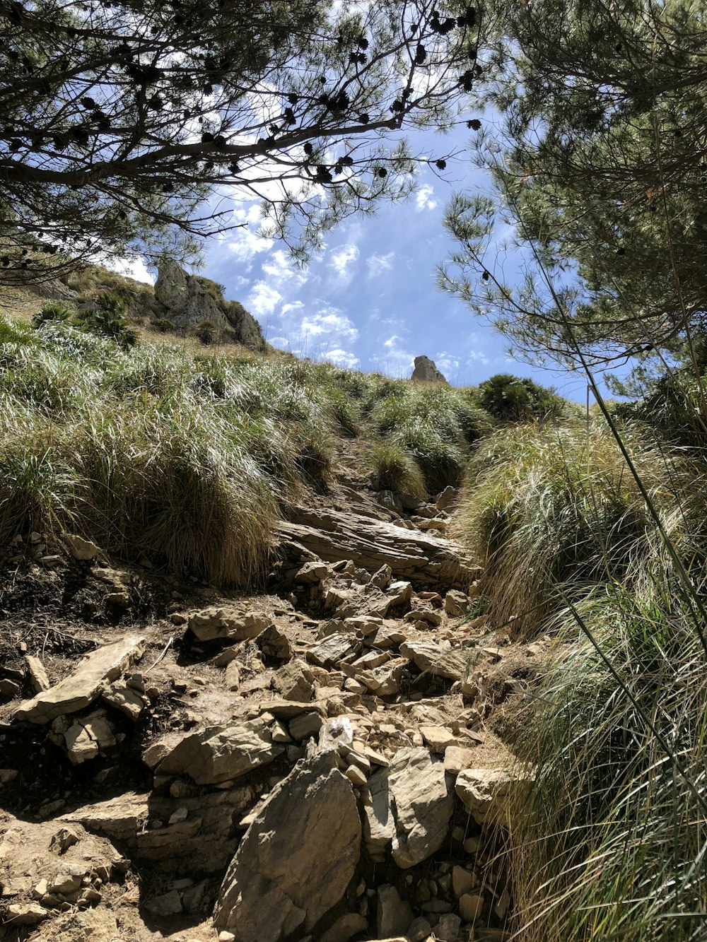 a rocky hillside with trees