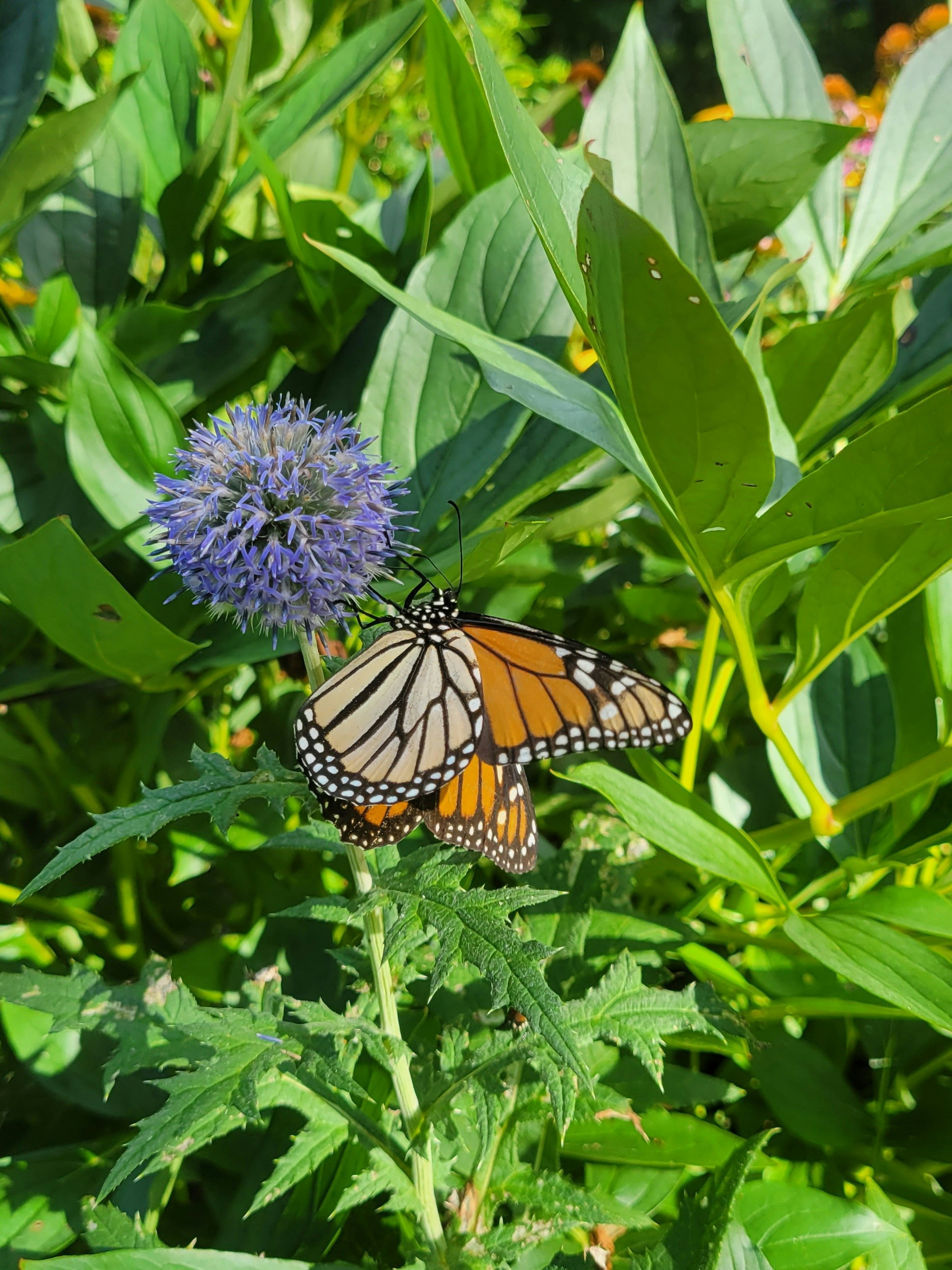 una farfalla su un fiore