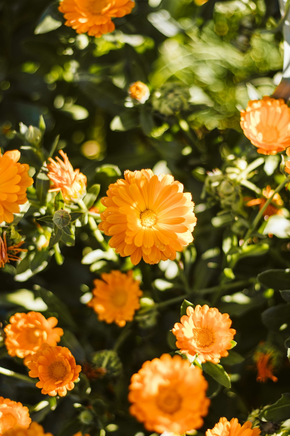 a group of orange flowers