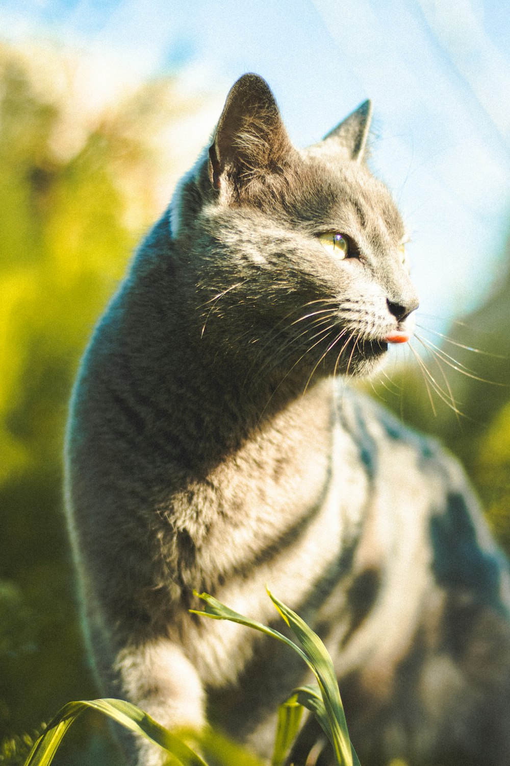 a cat licking its lips