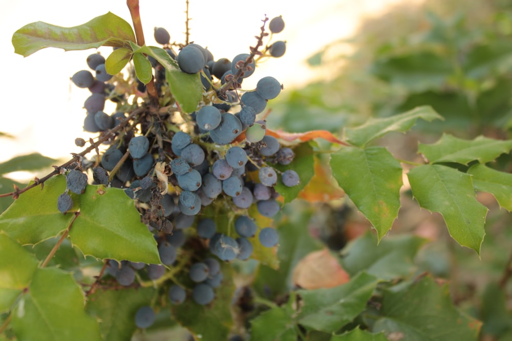 a close up of some berries