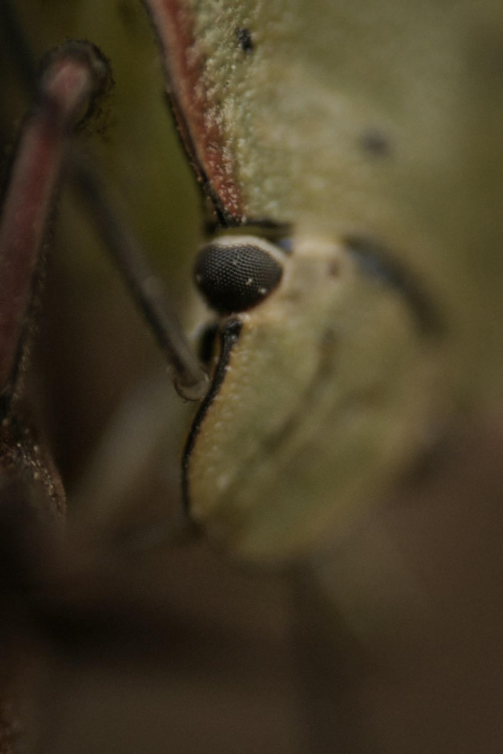 a close up of a bug