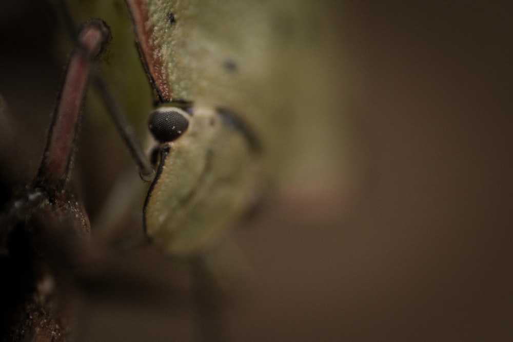 a close up of a bug