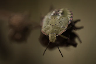 a close up of a bug