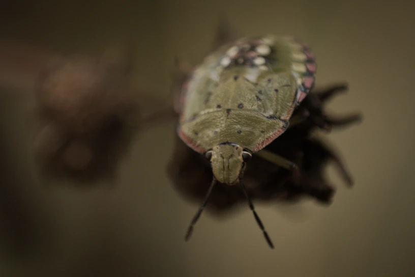 a close up of a bug