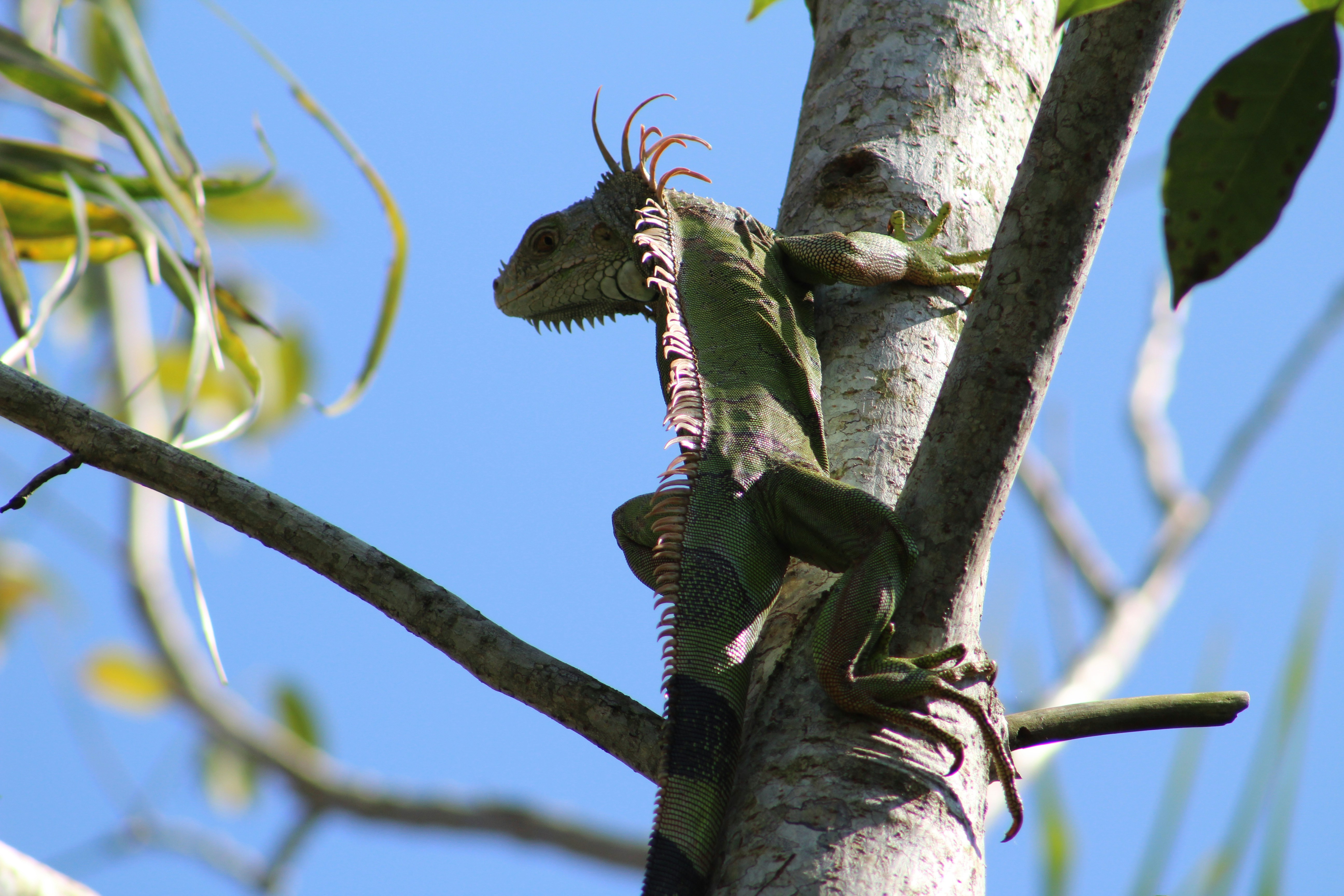 a lizard on a tree branch