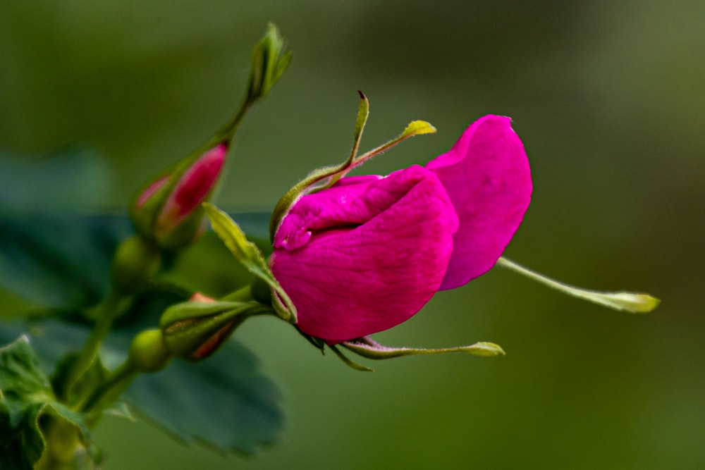 a close up of a flower