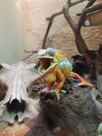 A colorful chameleon with bright orange, blue, and green hues is perched on a piece of uneven, dark wood. Its mouth is open wide, possibly in a yawn or for communication. Behind it, there is a background featuring a rough, textured beige wall and elements that resemble branches or twigs.