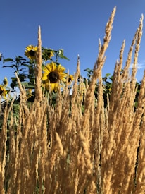 Tall, golden wheat stalks are prominently in the foreground, creating a textured field of vertical lines. Behind them, several blooming sunflowers stretch towards the clear blue sky, adding vibrant yellow and green to the scene.