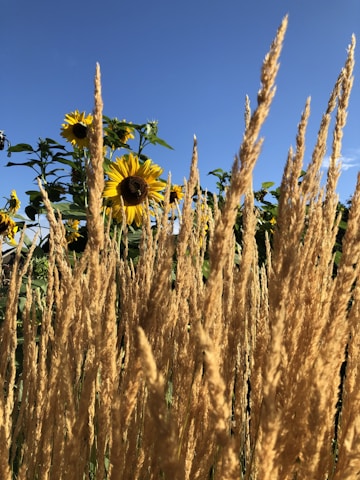 Tall, golden wheat stalks are prominently in the foreground, creating a textured field of vertical lines. Behind them, several blooming sunflowers stretch towards the clear blue sky, adding vibrant yellow and green to the scene.