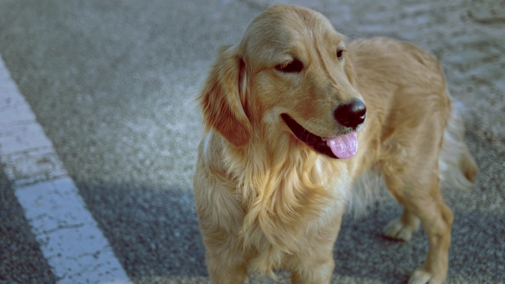 a dog standing on a sidewalk