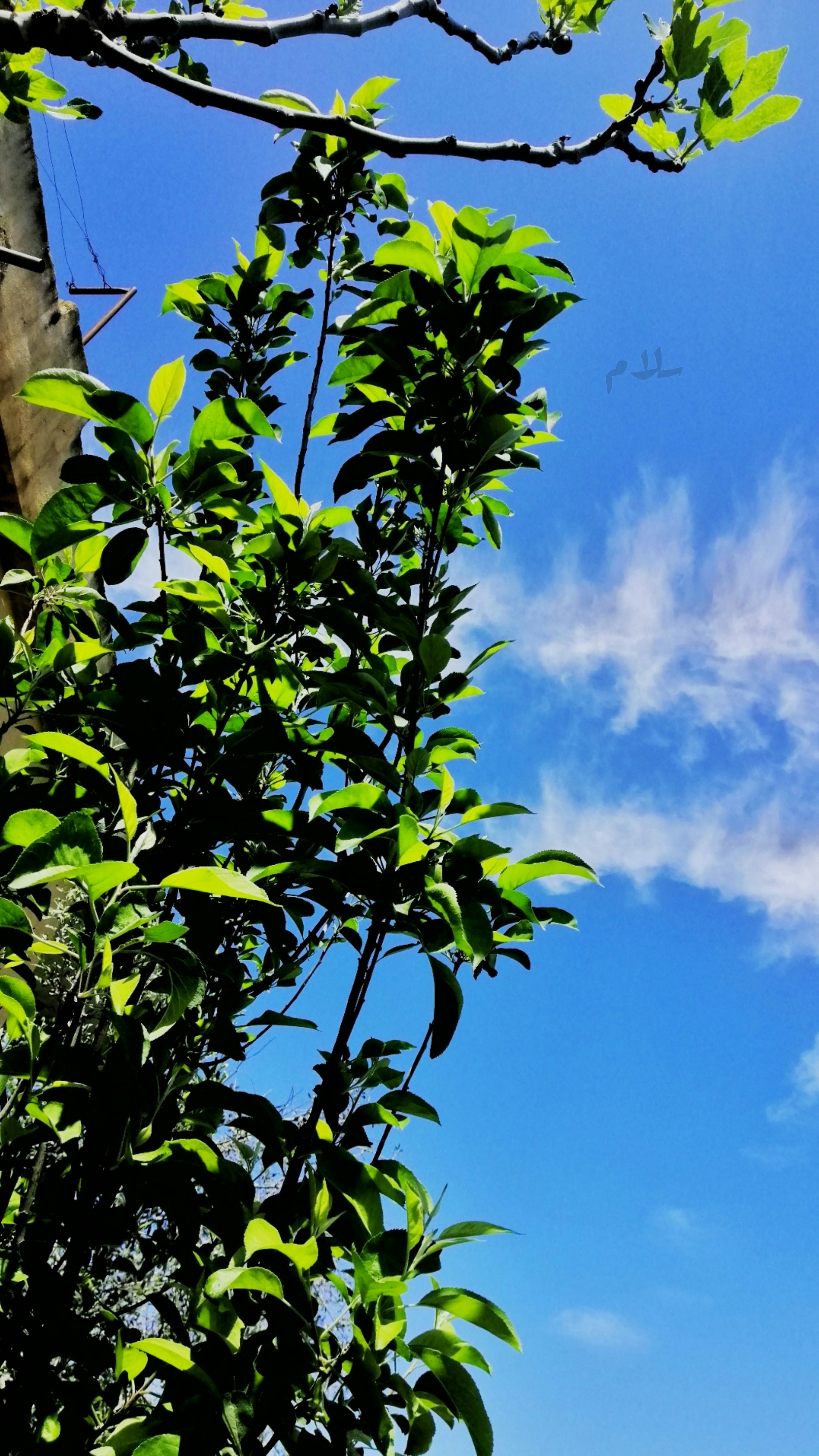 Photo by salambshara