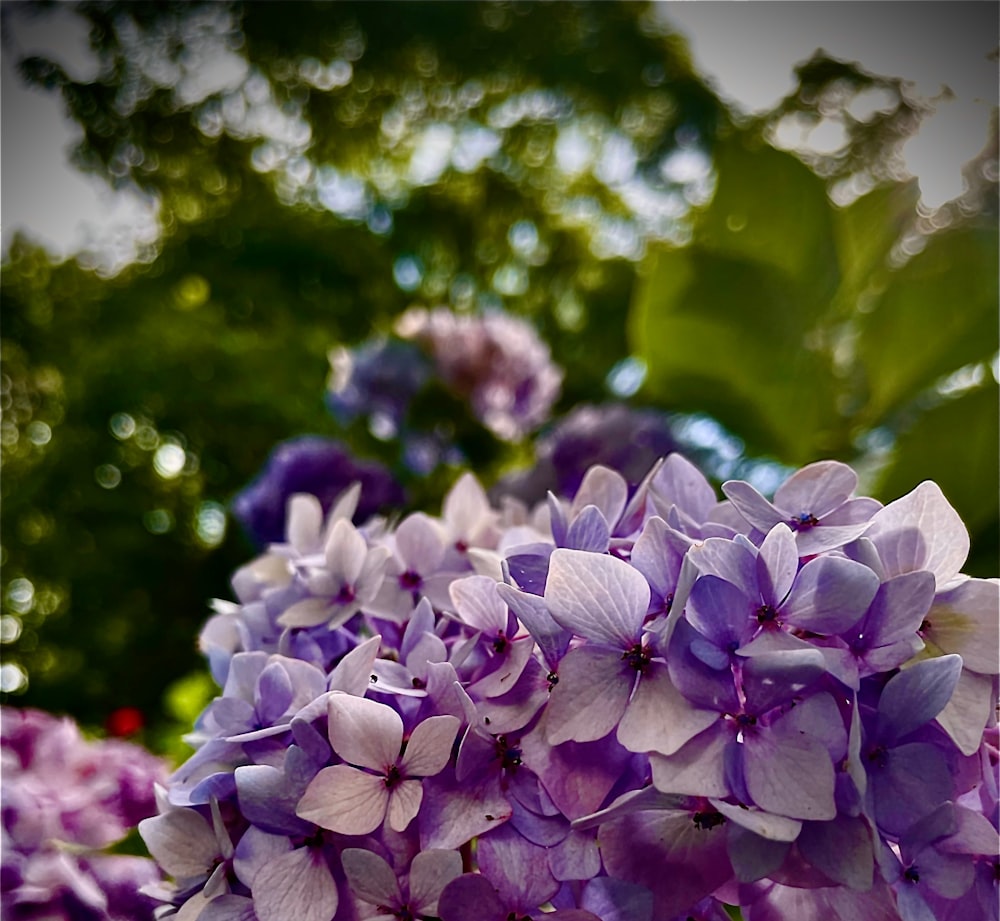 Un grupo de flores púrpuras