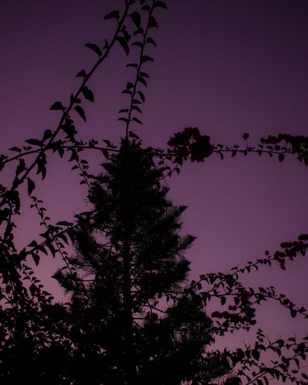 a tree with purple leaves