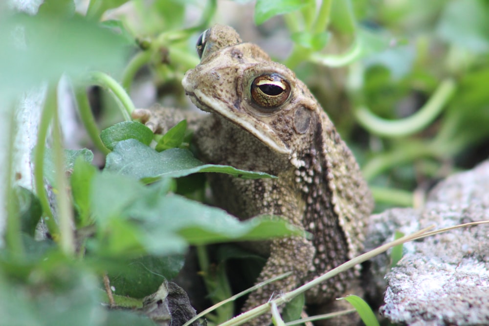 a frog on a branch