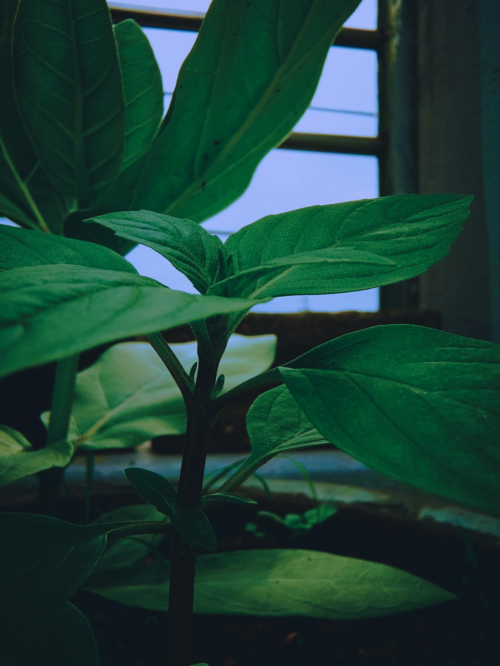 a plant with large leaves