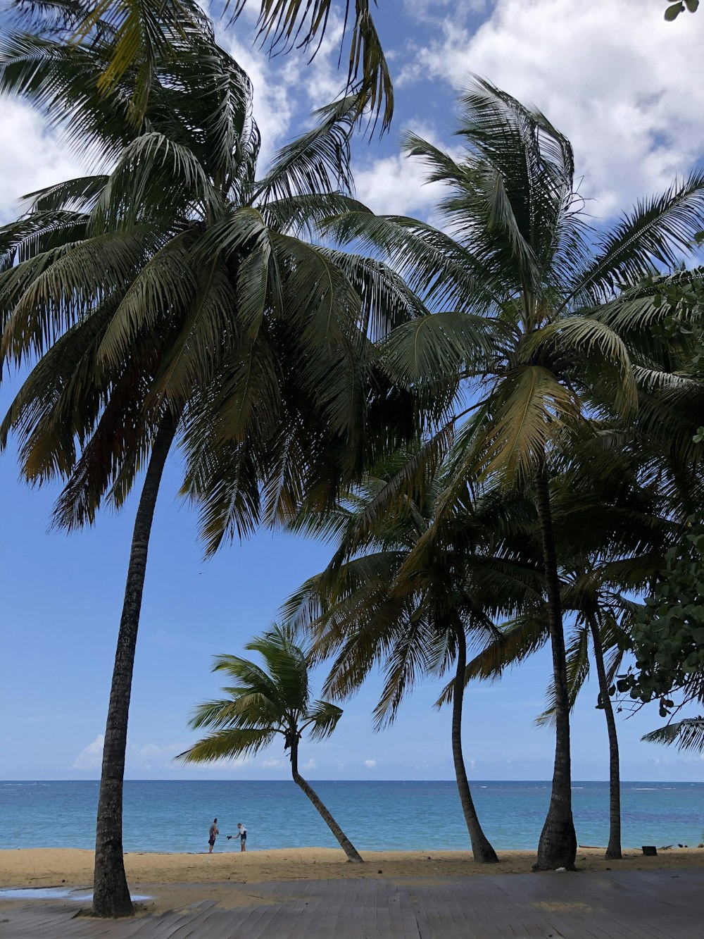 a group of palm trees on a beach