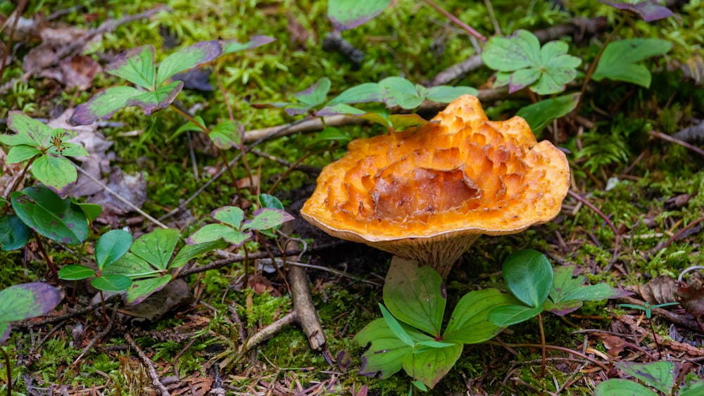 a mushroom growing in the ground