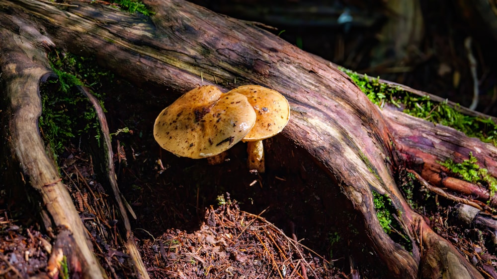 a mushroom growing on a tree