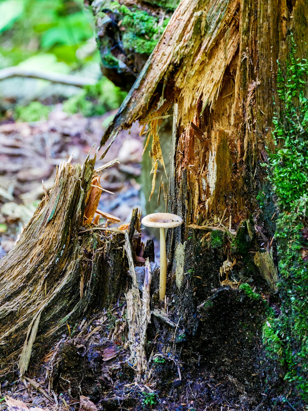 mushrooms growing on a tree