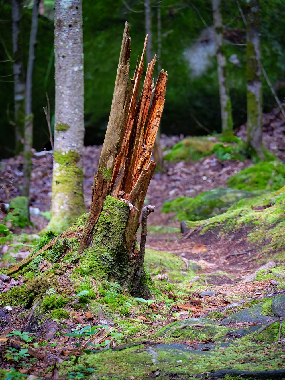 a tree trunk in the woods