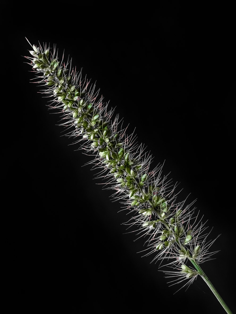 a close up of a plant