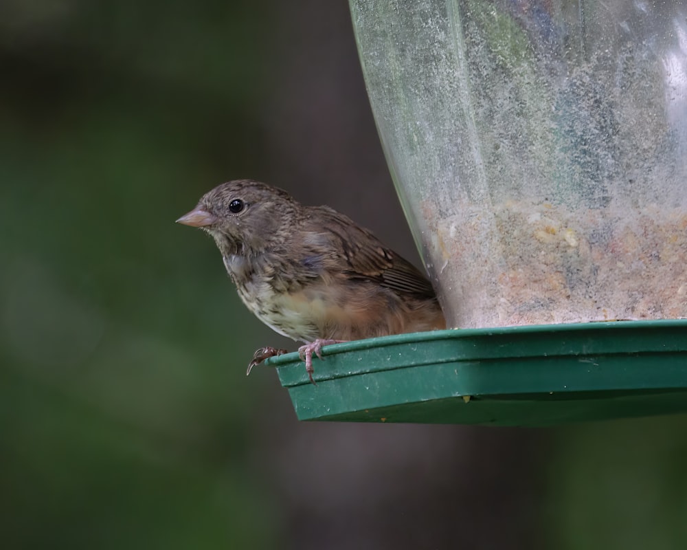 a small bird perched on a bird feeder