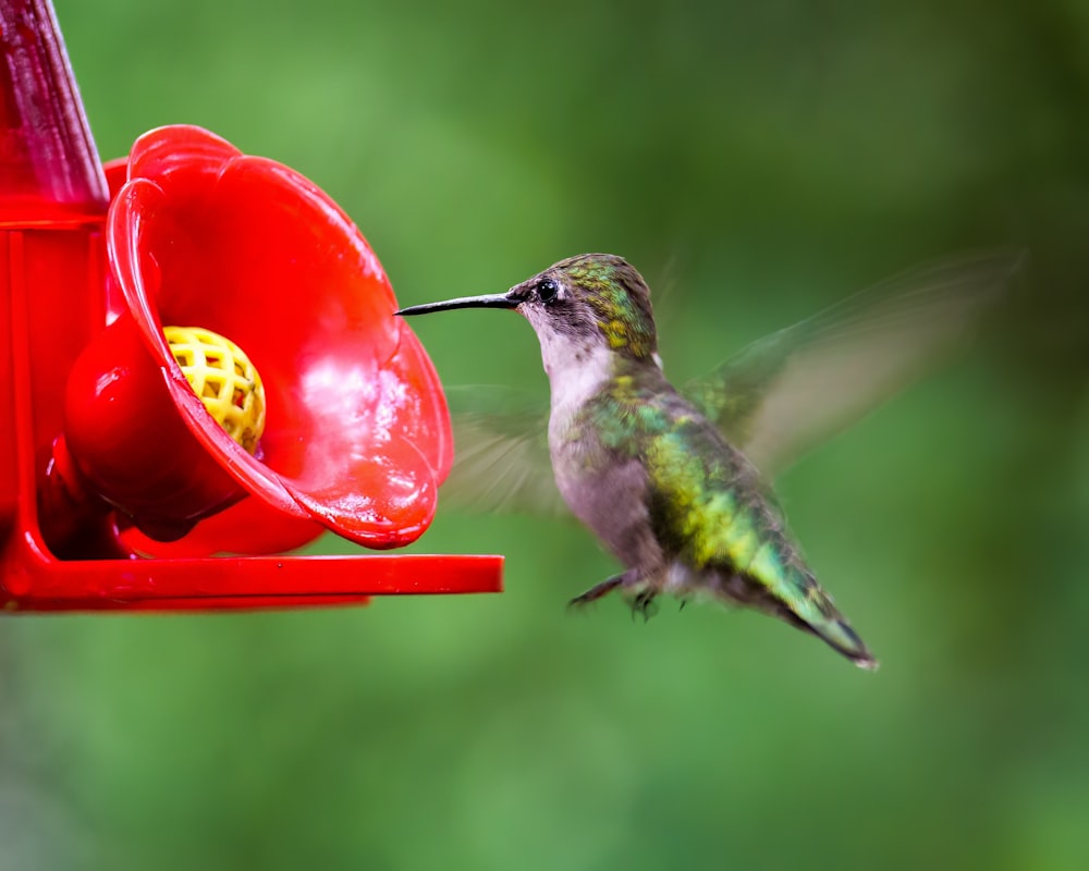 a hummingbird flying to a feeder