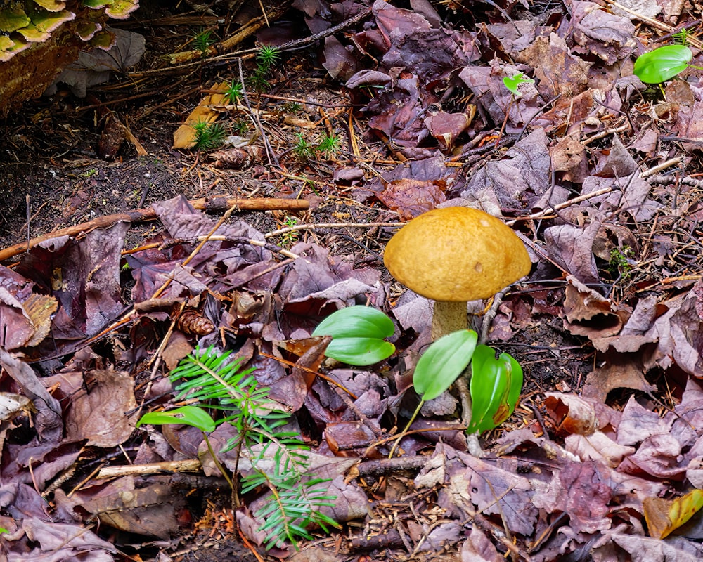 a yellow mushroom growing in the ground