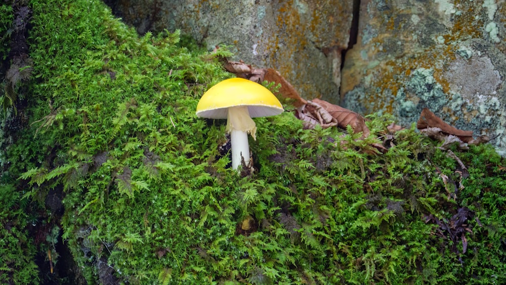 a mushroom growing in a forest