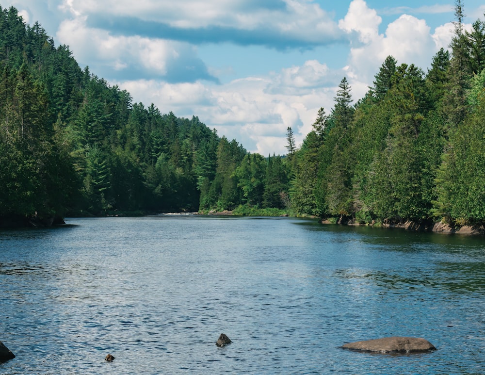 un lac entouré d’arbres