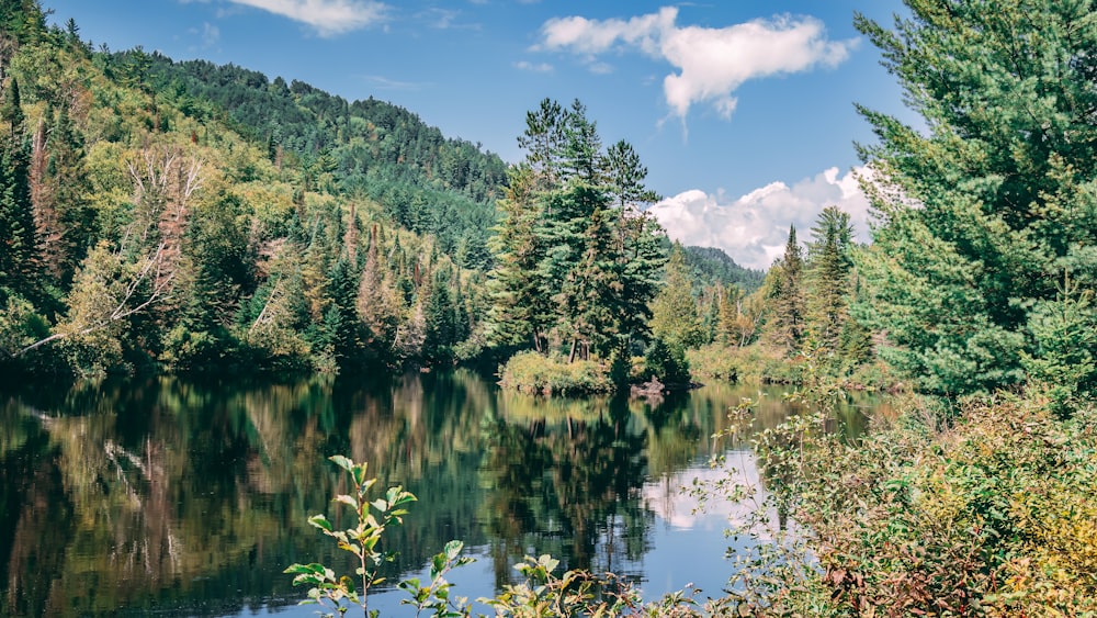 a body of water surrounded by trees