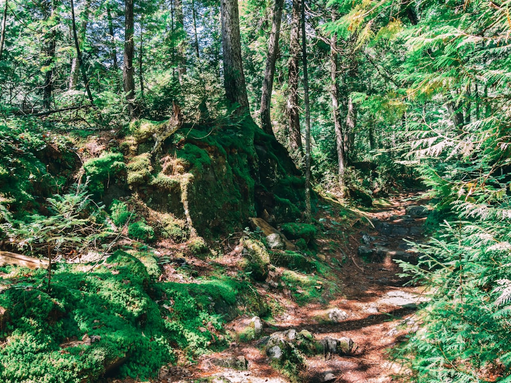 a mossy rock in the middle of a forest