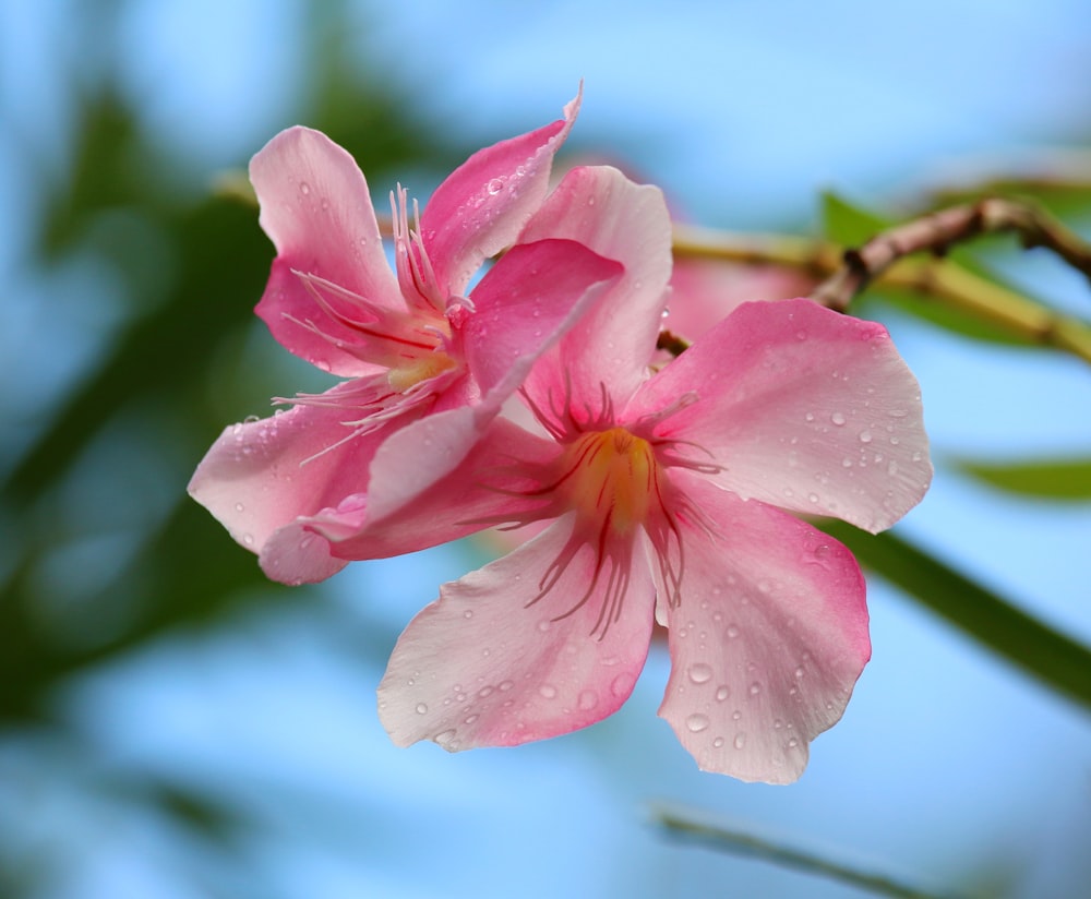 Un primer plano de una flor