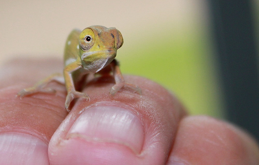 um lagarto pequeno em um dedo