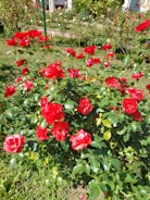 A blooming rose bush thriving in a sunny backyard garden in Australia.