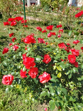 A blooming rose bush thriving in a sunny backyard garden in Australia.
