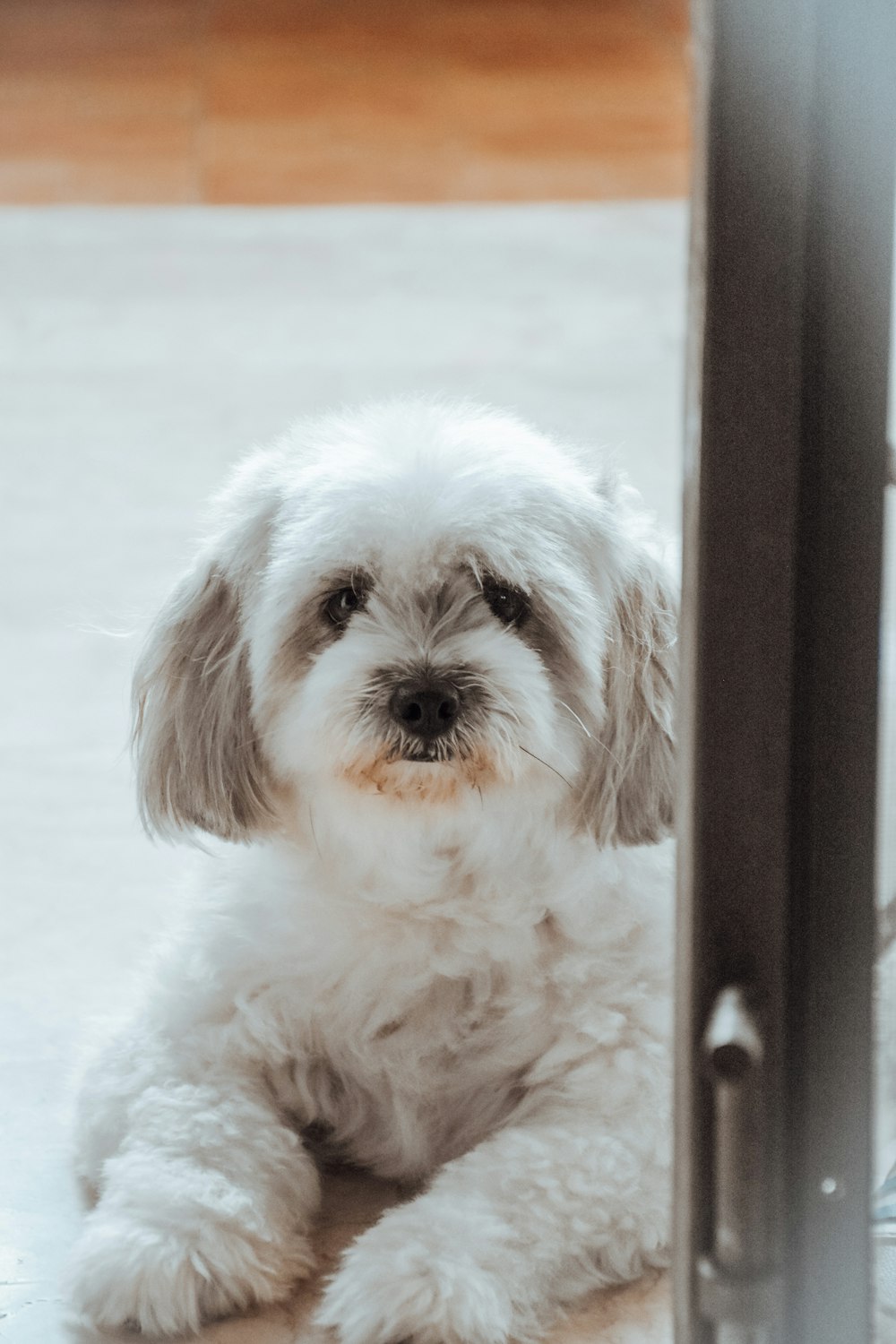 a dog lying on a bed