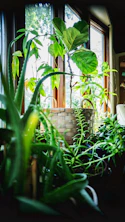a plant in a pot