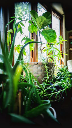 a plant in a pot