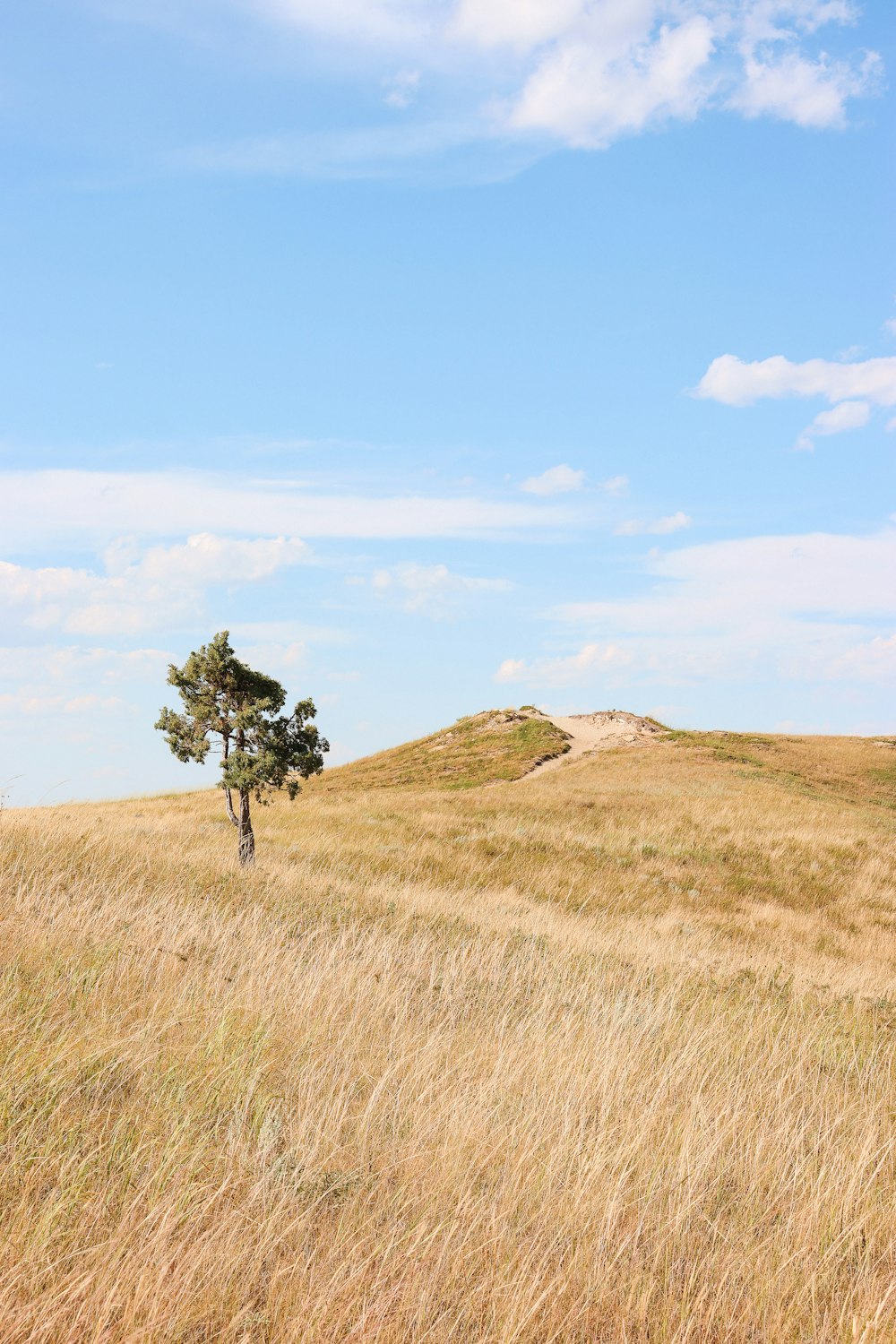 a tree on a hill