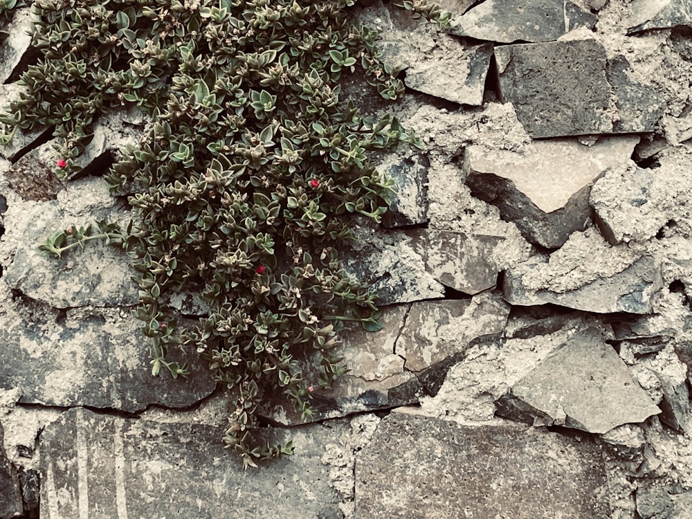 a plant growing in a stone wall