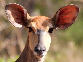 a deer with large ears