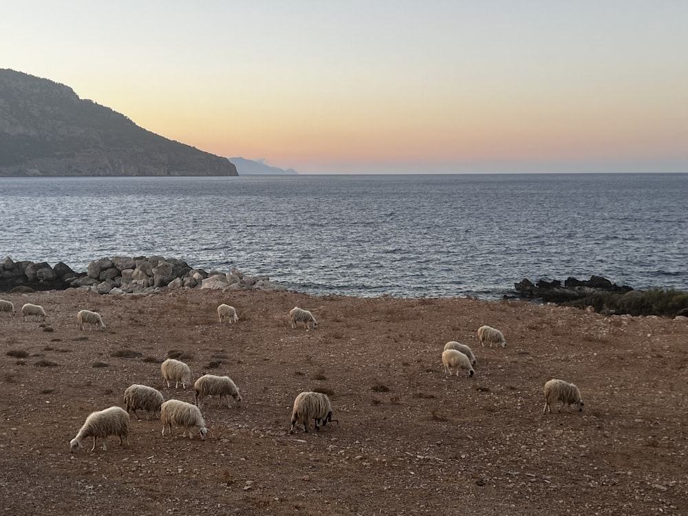 a group of sheep grazing on a hill by the water