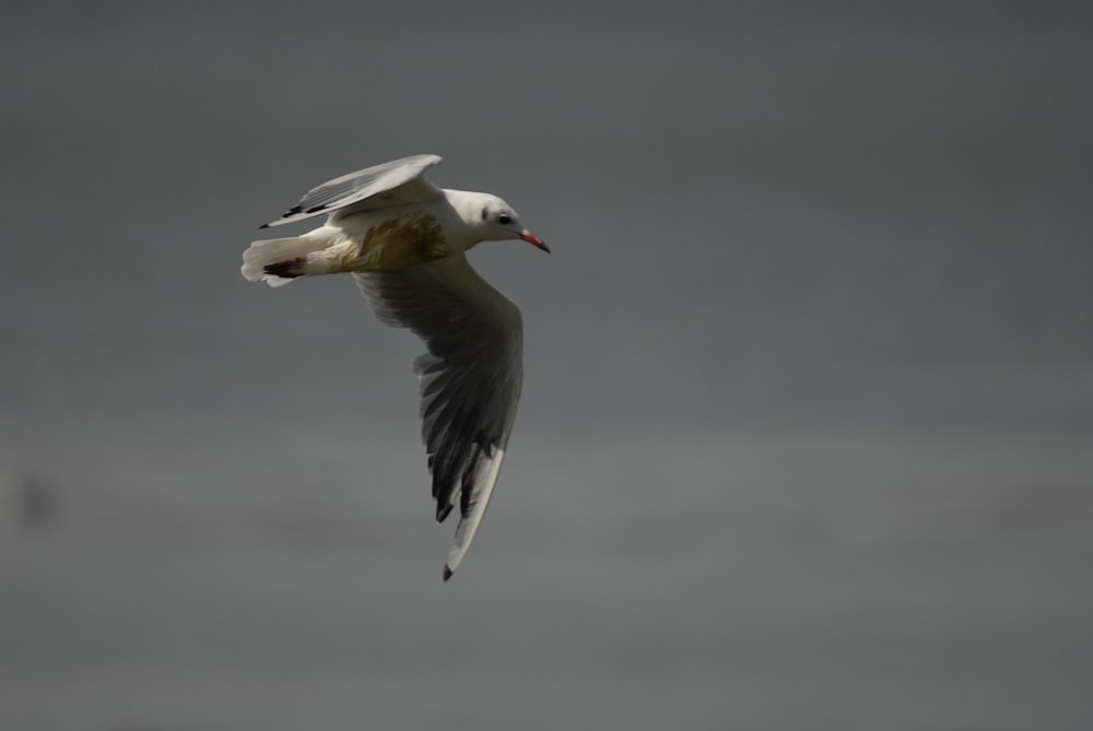 a bird flying in the sky