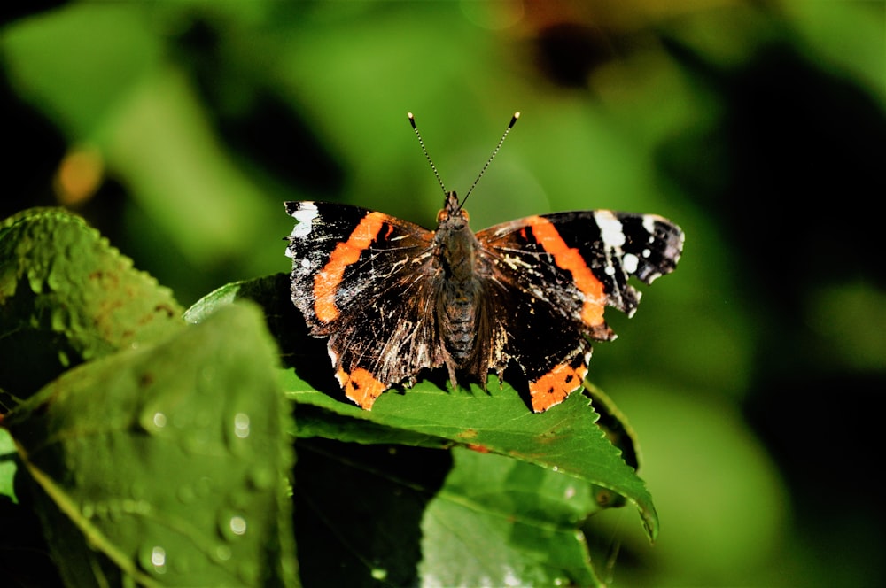 a butterfly on a leaf