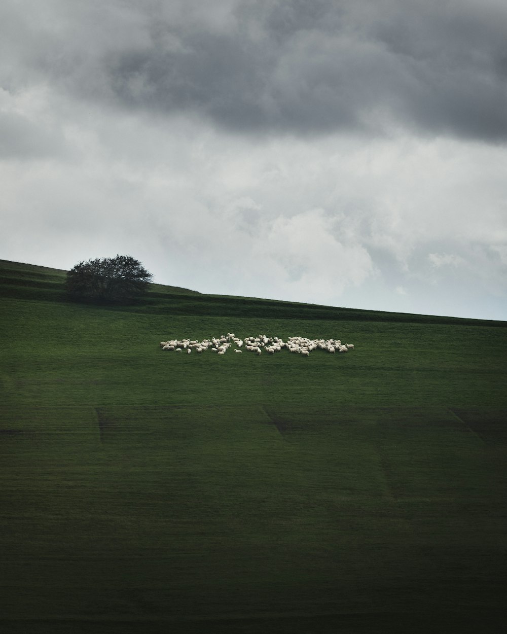 a grassy field with a tree