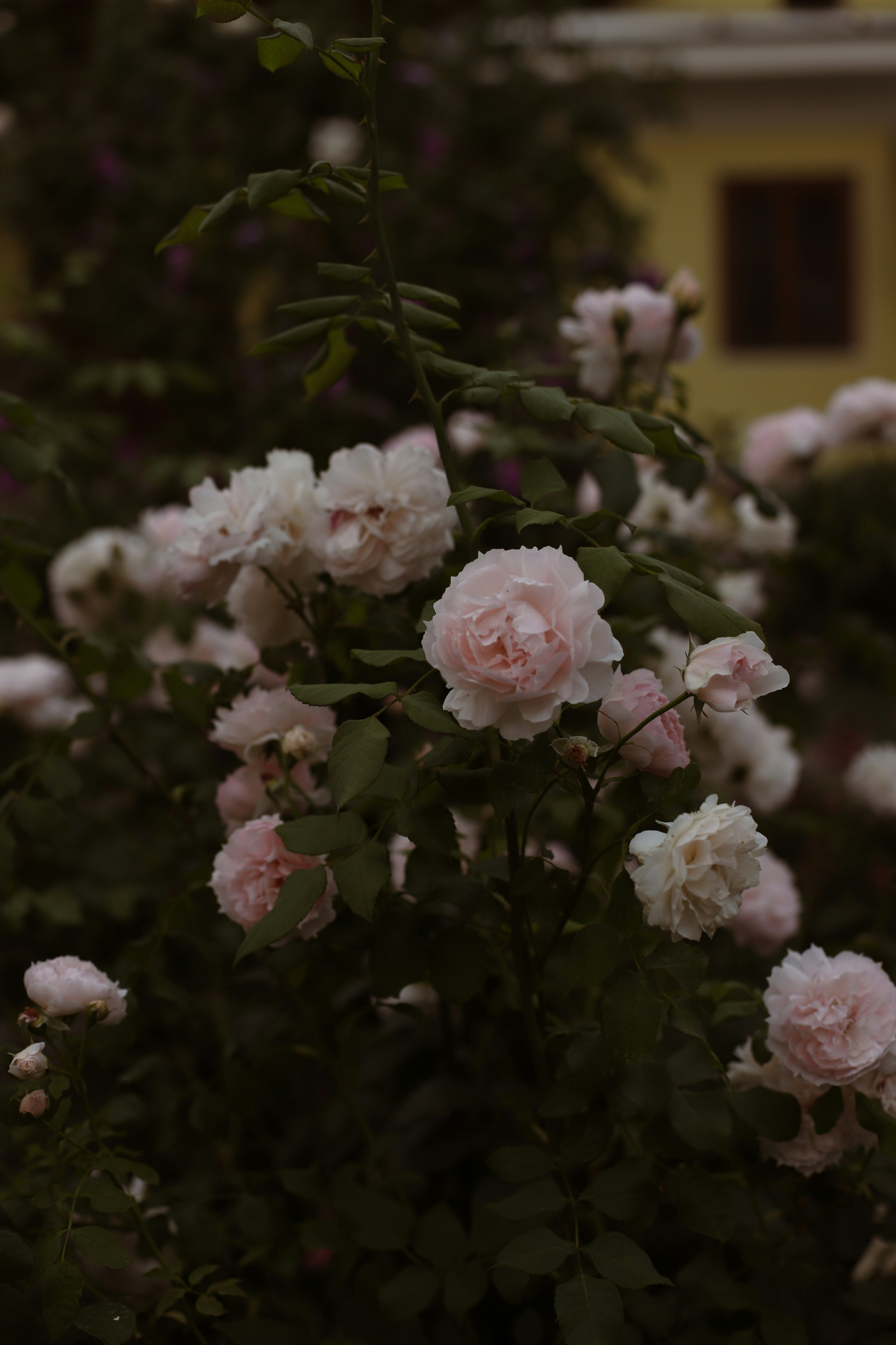 Photo by lapshinakseniia