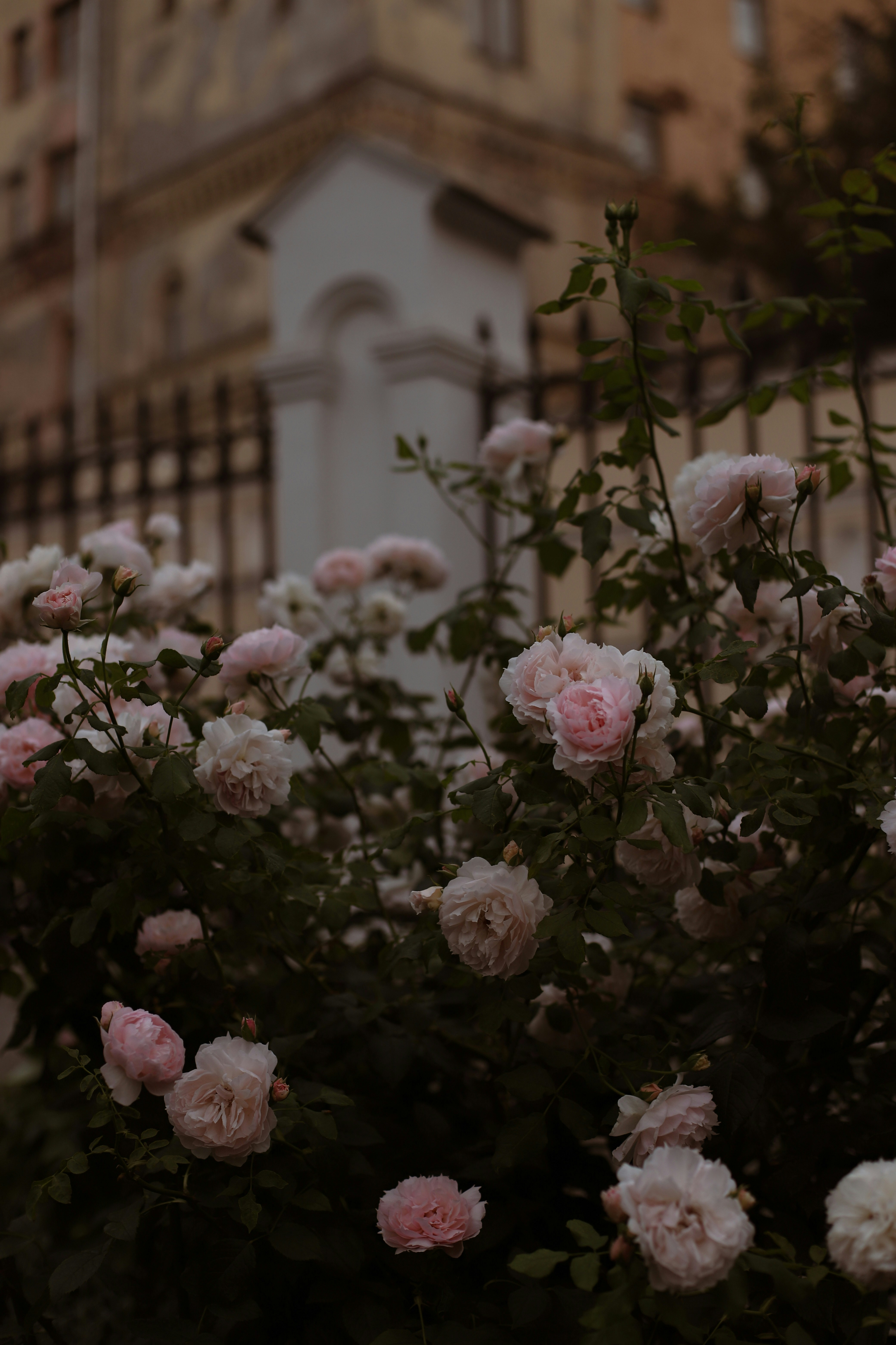 Photo by lapshinakseniia